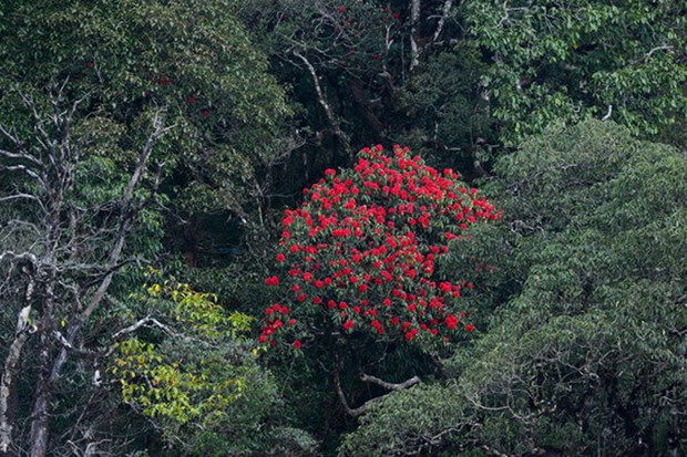 Aide américaine pour la gestion forestière et la conservation de la biodiversité à Lao Cai